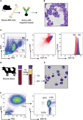 Neutrophils Encompass a Regulatory Subset Suppressing T Cells in Apparently Healthy Cattle and Mice